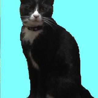 貴公子バロン君☆約4歳