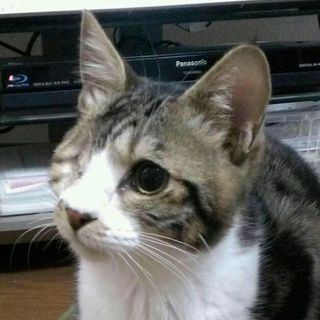 片目はなくなったけど、ピノとっても元気です！