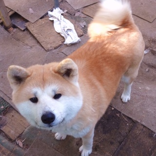 秋田犬の里親さん募集
