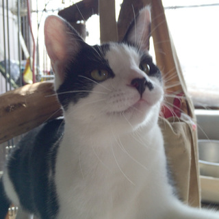 甘えん坊キス魔「クレソン」くん