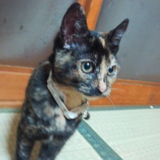 急募！『元気な迷い猫』