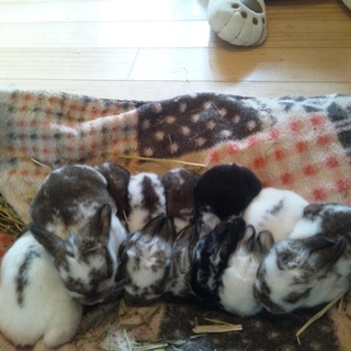 里親様決まりました。ありがとうございました。