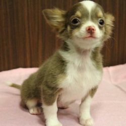 「ロッティーとの出会いは・・・」サムネイル1