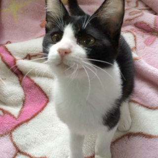 陽気で甘えん坊「ヒソップ」くん「面談予定」