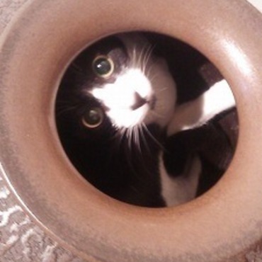 おつぼねさん　ことちゃん