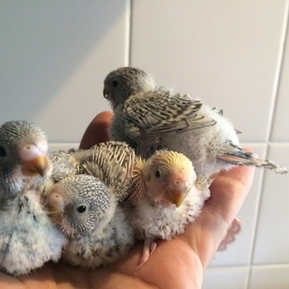 セキセイインコのヒナ　お譲りします