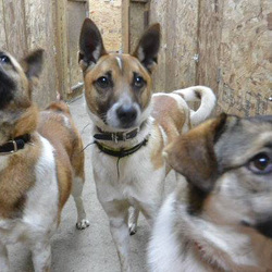 「お散歩の練習」サムネイル2