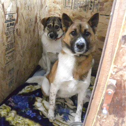 「お散歩の練習」サムネイル3