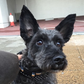 元気でヤンチャな甘えたな男の子♪