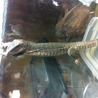 サバンナモニター