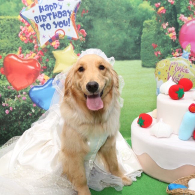 simahikaのカバー写真