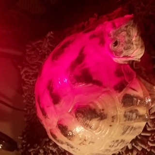 とても良い里親さまに出会えました。ありがとうございました♪