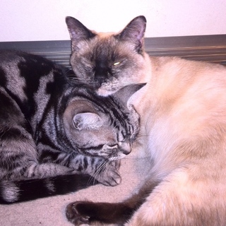 里親様募集しています。