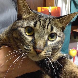 キジトラの女の子☆ポーちゃん