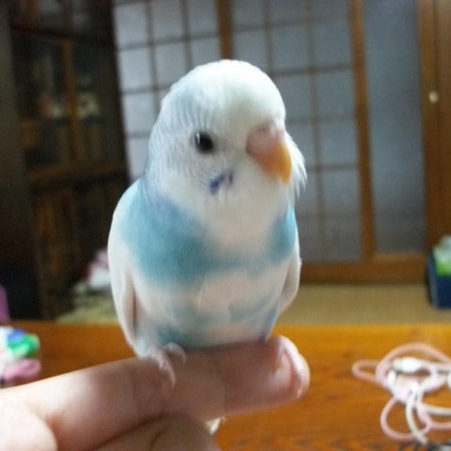 ミッのカバー写真