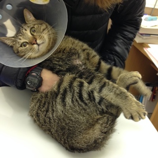 猫エイズの雄約一歳