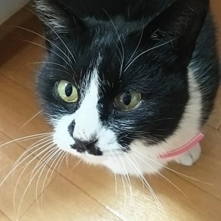 白黒ハチワレ賢い女の子♪