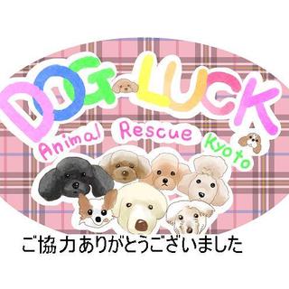 京都より　性格ピカイチ！ポメラニアンの男の子