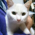 　真っ白な猫、ゆきちゃん