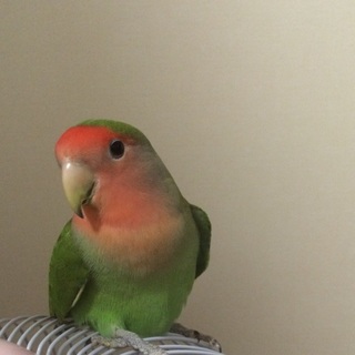 コザクラインコの里親さん募集中〜