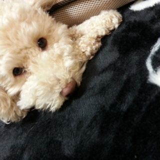 トイプードル　甘えん坊　人懐っこい