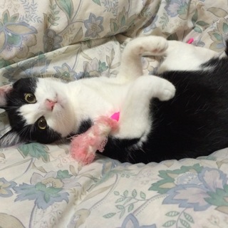 やんちゃな男の子です