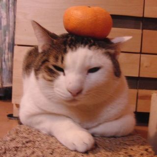 おじさん猫だって遊び大好き☆話上手な太郎君