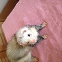 フェレット里親募集中