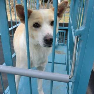 この子の命を救ってください。