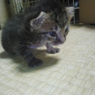 生（いく）の写真