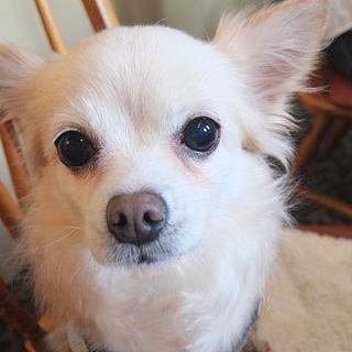 おとなしくて甘えん坊チワワの家族募集です☆