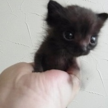 小っちゃいコスモ君　90Gで手のひらに乗るサイズの猫ちゃんでした
