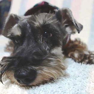 Ｍシュナウザー♂★凛々しく、穏やかな子です サムネイル1