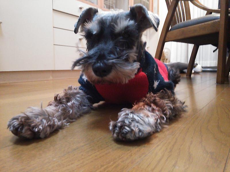 Ｍシュナウザー♂★凛々しく、穏やかな子です サムネイル4