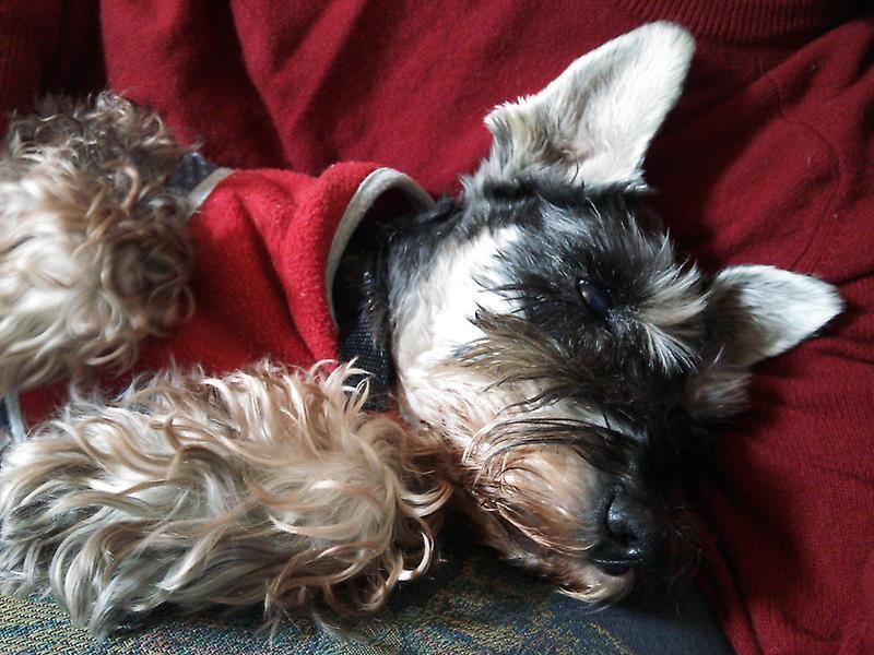 Ｍシュナウザー♂★凛々しく、穏やかな子です サムネイル5