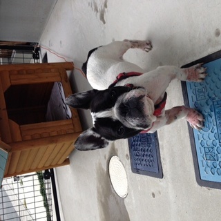 かしこいフレンチブルドックのメスです