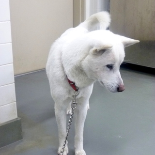 なつっこい白ちゃん。きれいな女の子です！