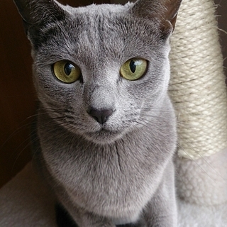 里親様決まりました。