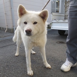 大人しくていい子です！！秋田犬の女の子家族募集。