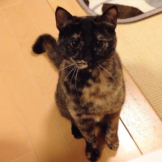 里親さん決定！ありがとうございました。