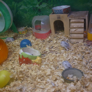 1月17日産まれの スノーホワイト