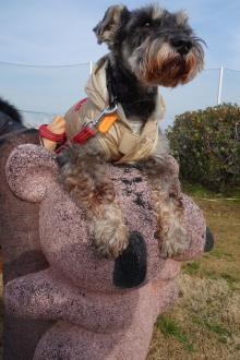 Ｍシュナウザー♂★凛々しく、穏やかな子です サムネイル3