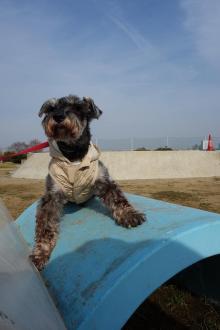 Ｍシュナウザー♂★凛々しく、穏やかな子です サムネイル6