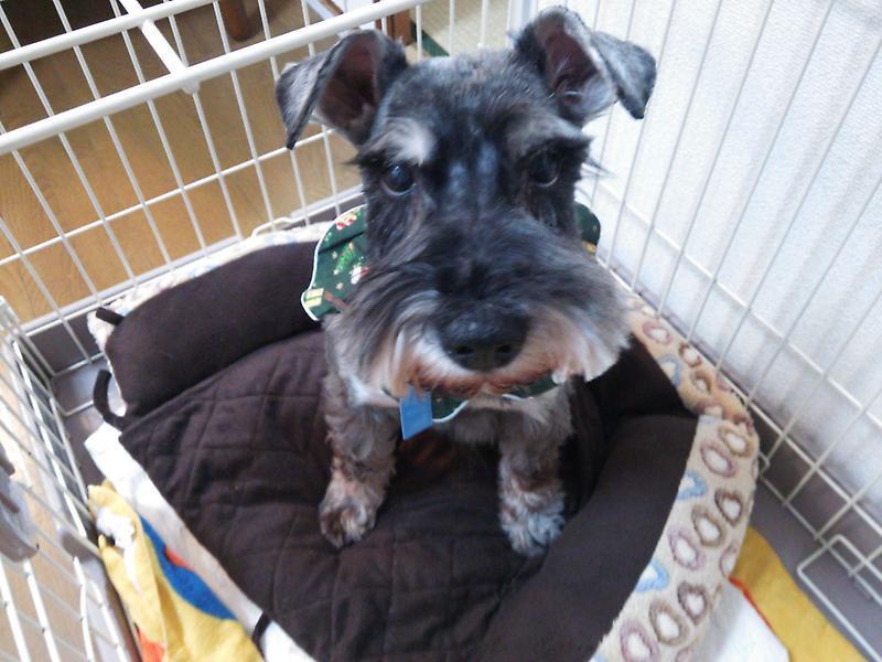 Ｍシュナウザー♂★凛々しく、穏やかな子です サムネイル2