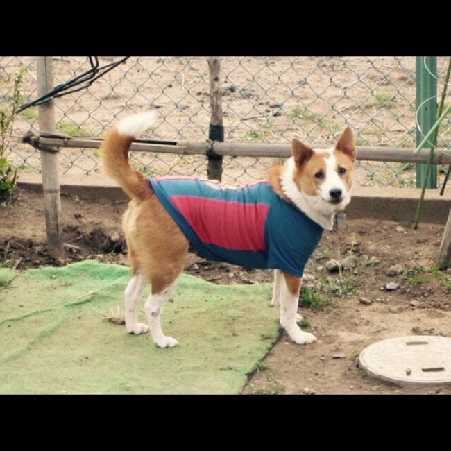 ブルデス兄やんのカバー写真