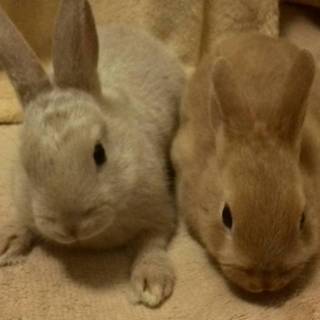 子ウサギ里親様募集。