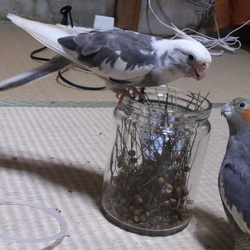 「つまみ食い！」サムネイル2