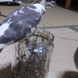 「つまみ食い！」サムネイル3