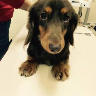 明るくておっとりしたレイチェルちゃん