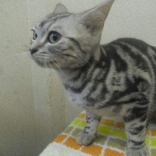 家族の一員として大事に飼ってくださる方